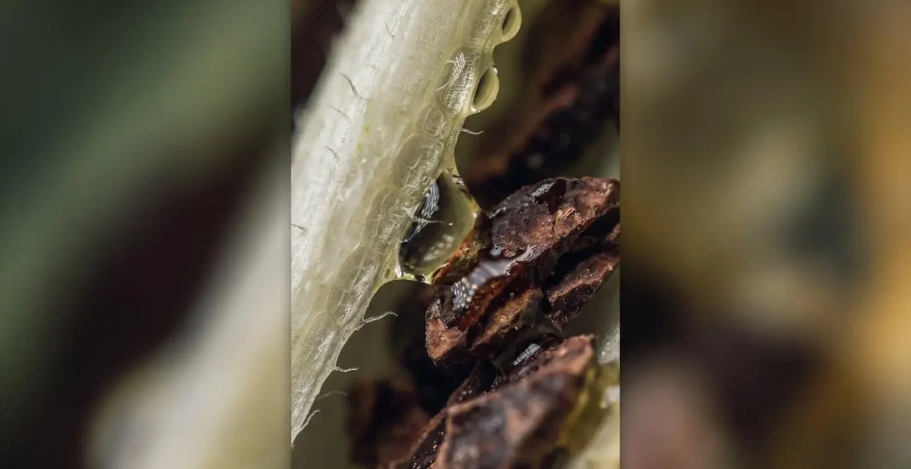 Scène macro photographique montrant des gouttelettes d'acide citrique sur une surface amère naturelle